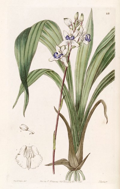 Warreella Cyanea (as syn. Warrea Cyanea) by Miss Drake